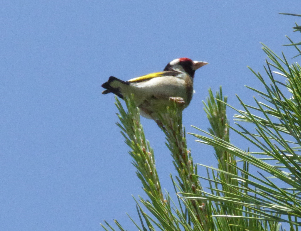 What bird is this?